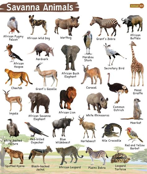 Animals Of Africa Novibet